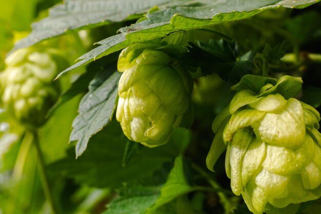 Concept d'agriculture et d'agriculture Cônes de houblon bio frais et mûrs verts pour faire de la bière et du pain en gros plan Houblon frais pour la production de brassage Plante de houblon poussant dans le jardin ou la ferme