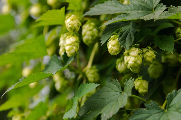 Concept d'agriculture et d'agriculture cônes de houblon bio mûrs verts frais pour faire de la bière et du pain fermer u