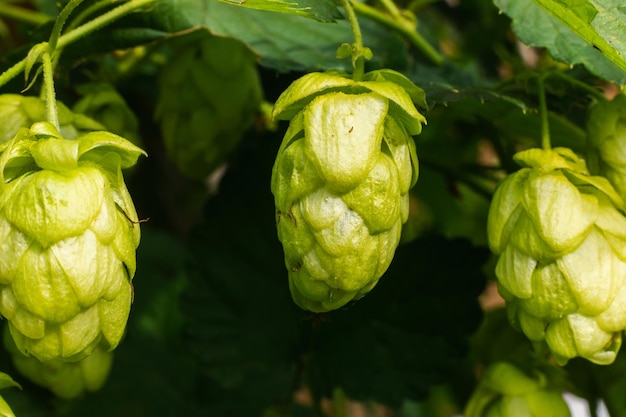 Concept d'agriculture et d'agriculture cônes de houblon bio mûrs verts frais pour faire de la bière et du pain fermer u