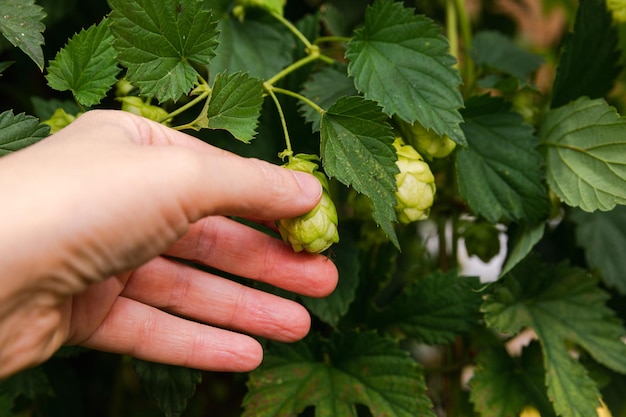 Concept d'agriculture et d'agriculture femme travailleur agricole cueillette à la main des cônes de houblon bio mûrs verts frais fo