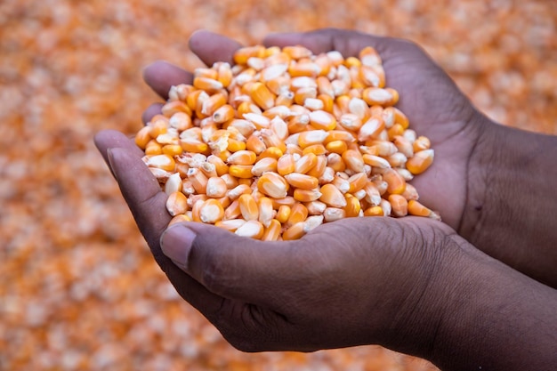 Un concept d'agriculture dans la main de graine de maïs