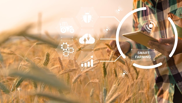 Concept d'agriculture intelligente Agriculteur avec tablette numérique de technologie sur fond de champ de blé Les agriculteurs professionnels utilisent l'internet des objets système d'ordinateurs IOT pour gérer les fermes agriculture idée moderne
