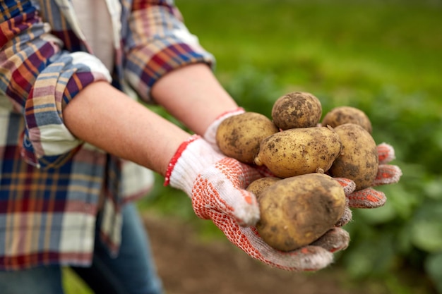 concept d'agriculture, de jardinage, d'agriculture et de personnes - agriculteur détenant des pommes de terre à la ferme