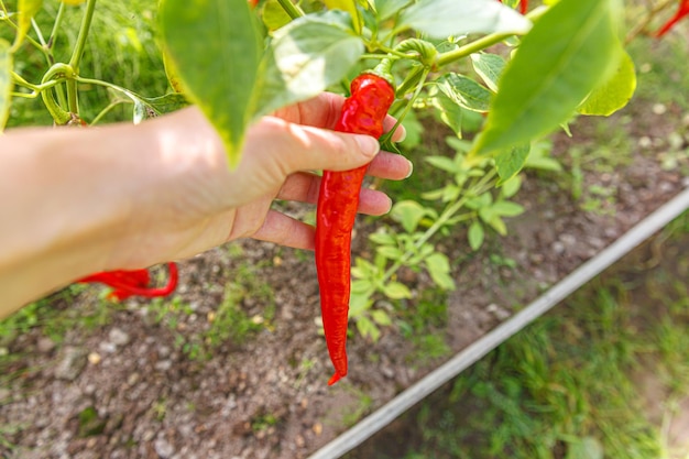 Concept d'agriculture de jardinage ouvrière agricole récolte à la main du piment biologique mûr frais rouge