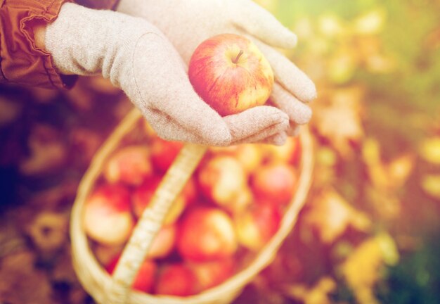 Photo concept d'agriculture, de jardinage, de récolte et de personnes - mains de femmes tenant des pommes sur un panier en osier dans le jardin d'automne