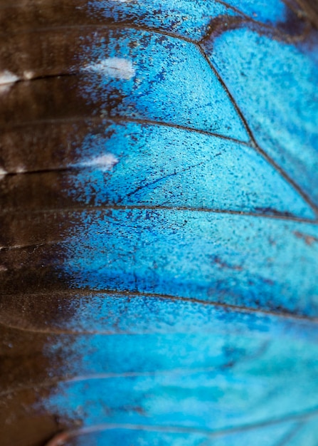 Photo concept d'aile bleue papillon macro