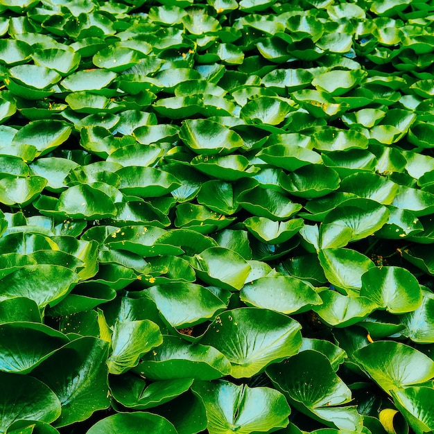 concept d'amant de plante de fond de nénuphar