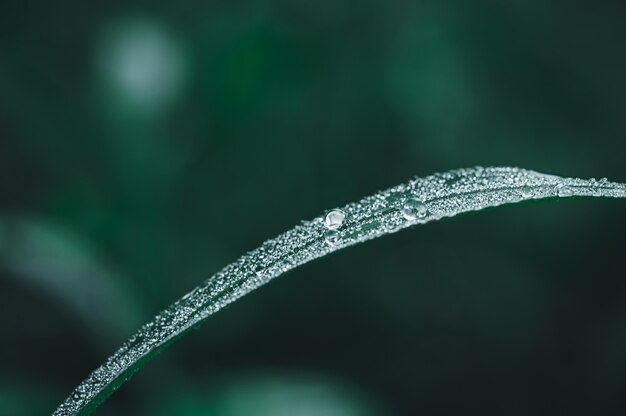 Le concept de l'amour de l'environnement vert du monde Gouttelettes d'eau sur les feuilles Arrière-plan flou de bokeh