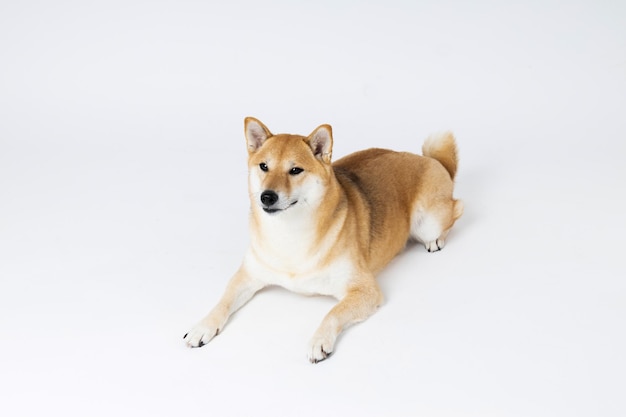 Concept d'animal de compagnie avec un chien mignon Shiba Inu