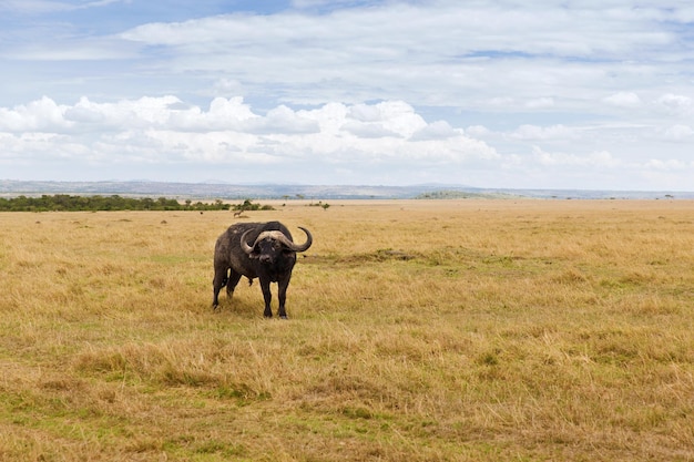 concept animal, nature et faune - taureau buffle paissant dans la savane de la réserve nationale du Masai Mara en Afrique