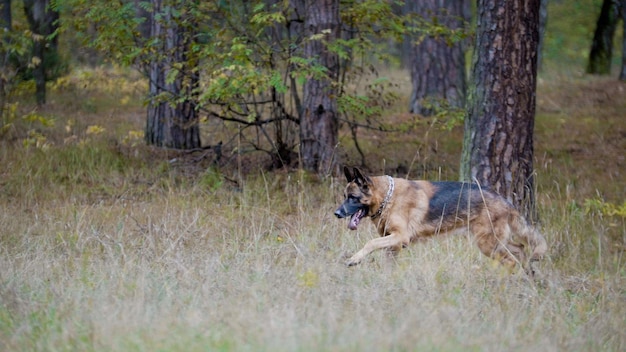 Concept d'animaux de compagnie - chien de berger allemand courant dans la forêt d'automne, téléobjectif