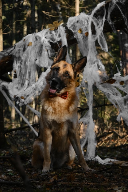 Concept d'animaux de compagnie en tant que personnes Berger allemand assis souriant et célébrant Halloween dans les bois