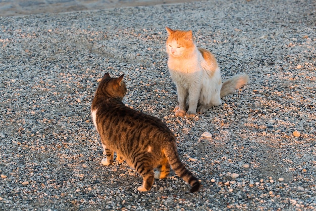 Concept d'animaux sans abri - Chat errant dans la rue.