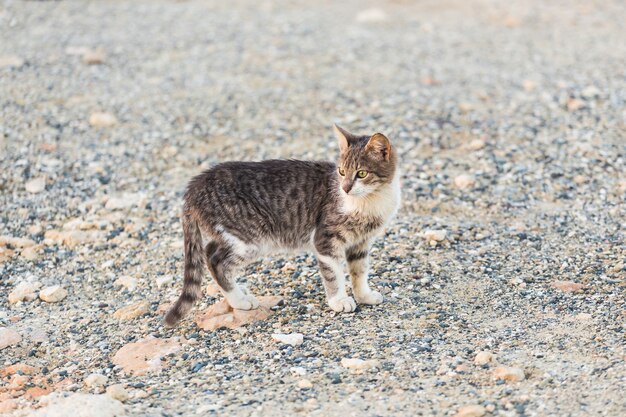 Concept d'animaux sans abri - Chat errant dans la rue.