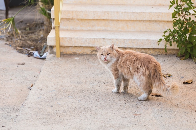 Concept d'animaux sans abri - Chat errant de tristesse sale dans la rue.