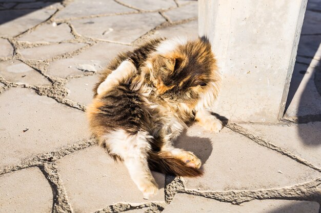 Concept d'animaux sans abri - Chat errant de tristesse sale dans la rue.