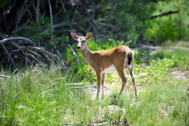 Concept d'animaux sauvages cerf de Virginie faon bambi jeune chevreuil capreolus belle faune buck