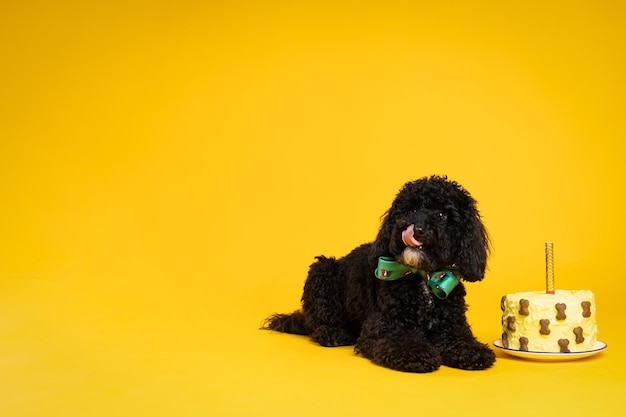 Concept d'anniversaire de chien célébrant avec un chien mignon