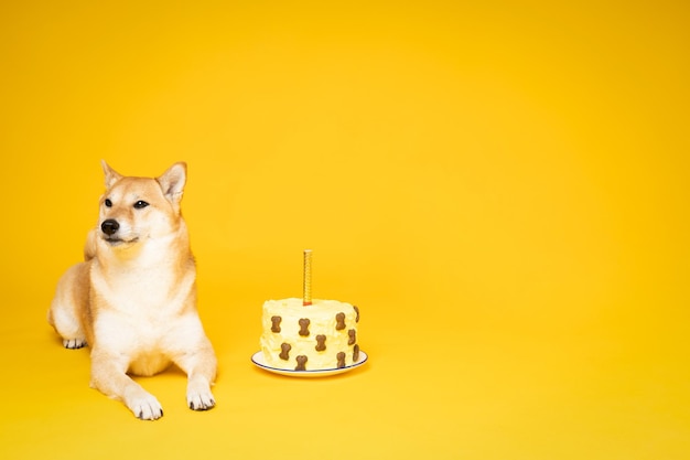 Concept d'anniversaire de chien célébrant avec un chien mignon