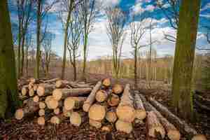 Photo concept d'arbre de déforestation forestière logging tas de bois de chauffage dans une forêt de feuillus nue