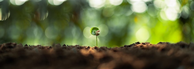 Concept d'arbres de croissance semis de grains de café nature backgroundcoffee tree