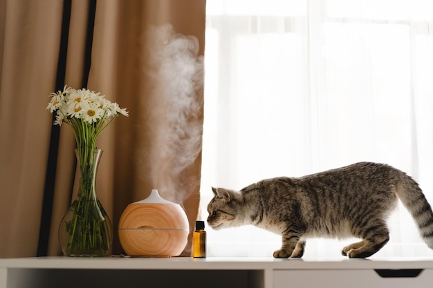 Concept d'aromathérapie Diffuseur d'huiles aromatiques avec chat sur la table contre la fenêtre Désodorisant Diffuseur d'arômes à ultrasons pour la maison