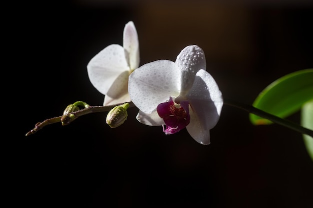 Concept d'arôme Cosmétiques de fleurs Beauté de la nature Fleur d'orchidée Phalaenopsis en croissance