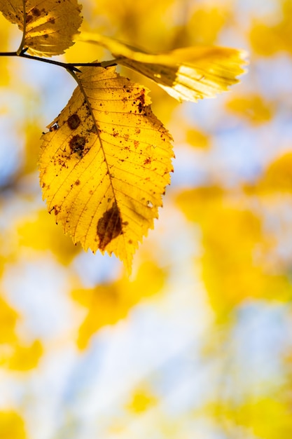 Concept d'automne doré. Fond d'automne avec des feuilles d'érable jaune. Feuilles d'automne jaunies sur fond flou. Espace de copie