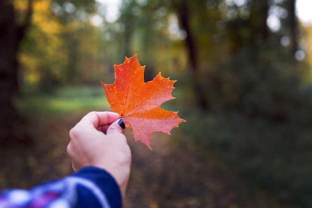 Concept d'automne feuille d'érable coloré