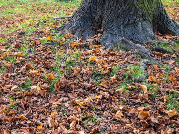 Le concept d'automne Les feuilles sèches sont sur l'herbe verte Décembre dans les subtropes
