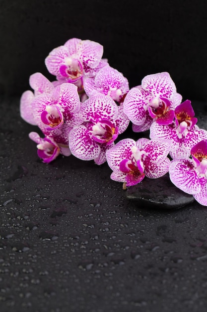 Concept de bien-être et de spa avec des fleurs d'orchidées et des pierres de massage zen noires sur fond humide