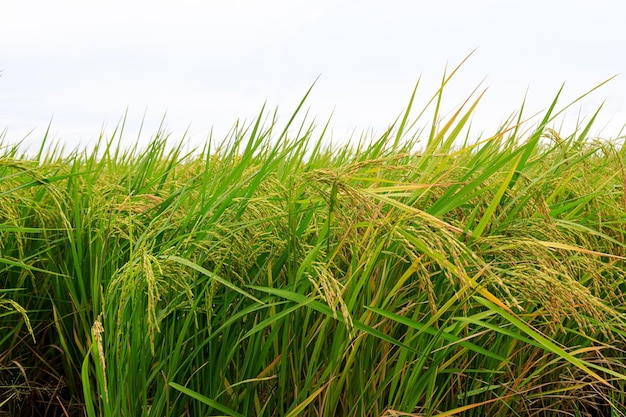 Concept bio et naturel de rizière