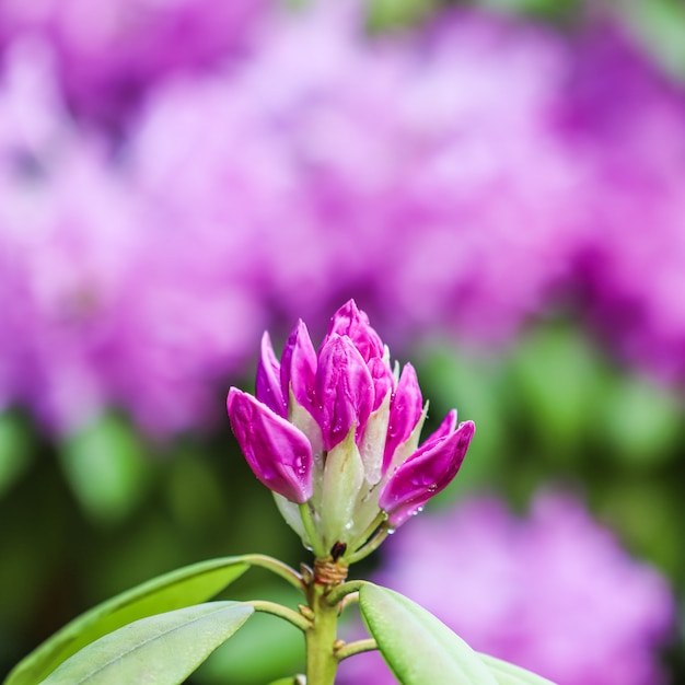 Concept botanique - Flou artistique, fond floral abstrait, bouton floral de Rhododendron rose avec des gouttes de rosée. Toile de fond de fleurs macro pour la conception de marque de vacances