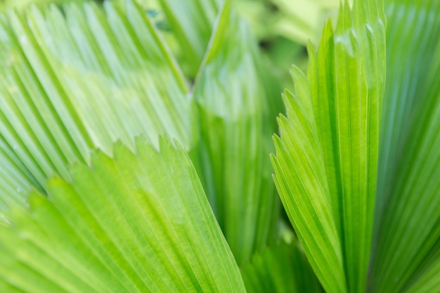 concept de botanique, nature, biologie, éco et flore - feuilles de palmier vert