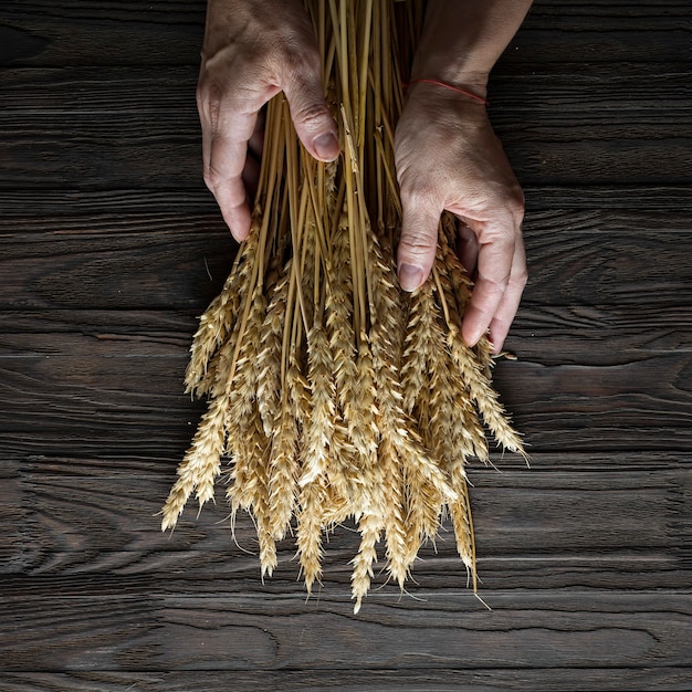 Concept de boulangerie. Épillets de grain dans les mains des femmes. Faire des pains