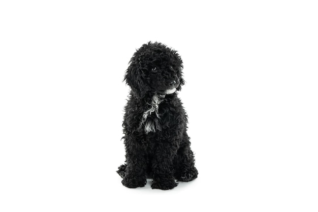 Concept de caniche toy noir animal domestique isolé sur fond blanc