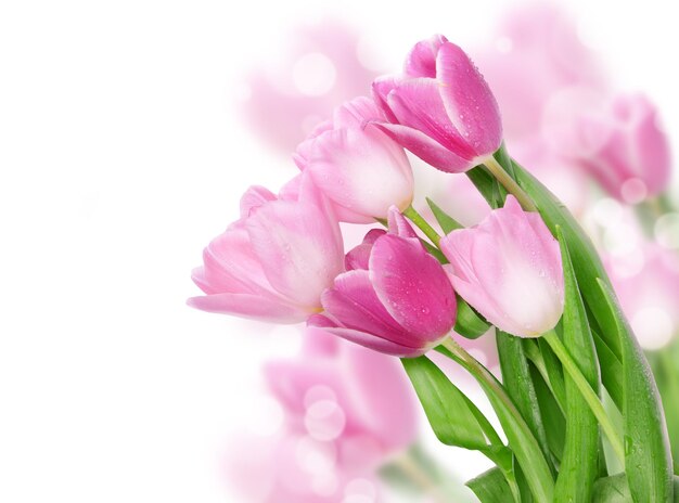 Photo concept de carte postale fleurs tulipes