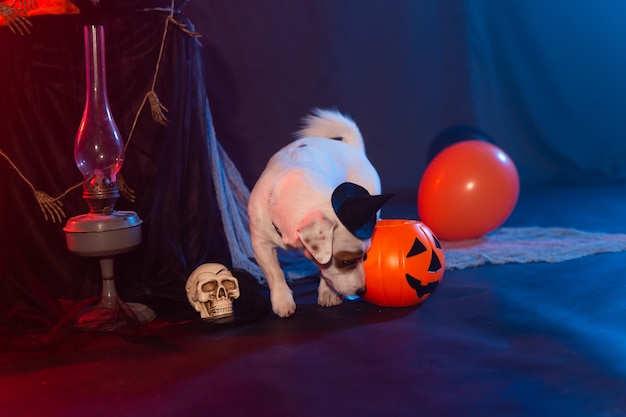 Concept de célébration d'Halloween. Chien drôle mangeant de la citrouille d'halloween.