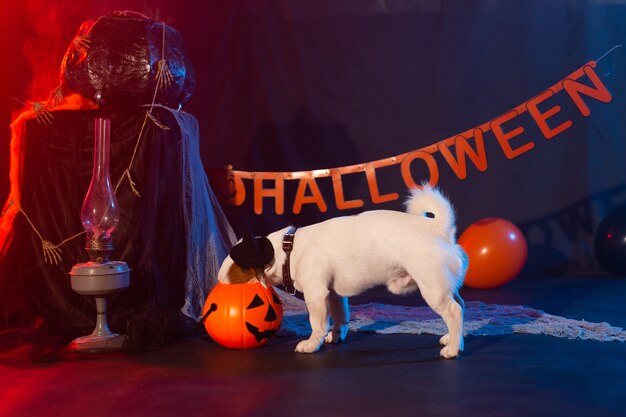 Concept de célébration d'Halloween chien drôle mangeant de la citrouille d'halloween