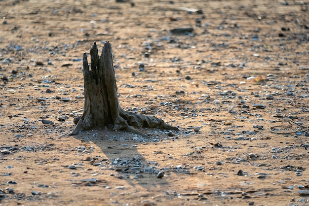 Concept de changement global qui mène à la sécheresse et à la famine montre des souches d'arbres morts sur le sable
