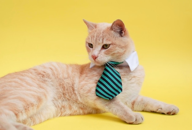 Concept de cours en ligne de bannières d'éducation à distance Chat drôle en cravate sur fond jaune Journée mondiale des animaux de compagnie Conception d'affiche d'animalerie Sérieux beau chat en costume d'affaires