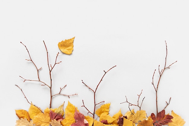 Concept créatif d'automne. Branches d'arbres et feuilles d'automne colorées tombées sur fond gris. Vue de dessus, mise à plat.