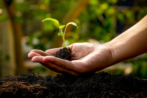 Concept de croissance, les mains plantent les semis dans le sol