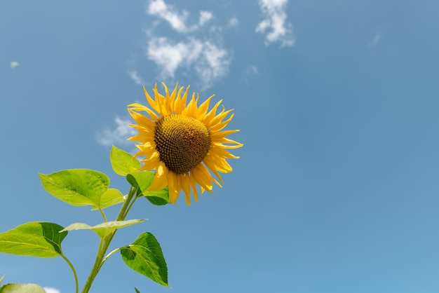 concept de culture du tournesol contre le ciel bleu ensoleillé