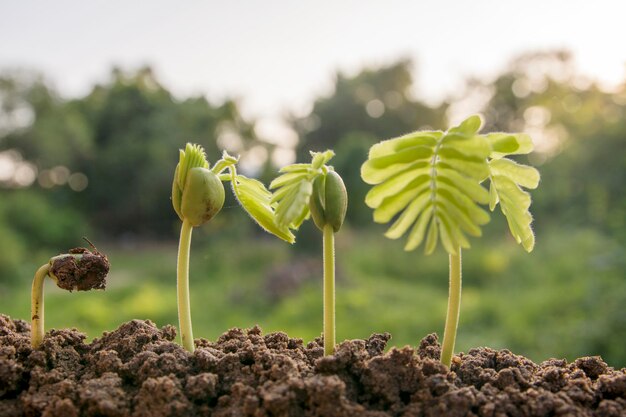 concept de culture de graines de plantes d'ensemencement