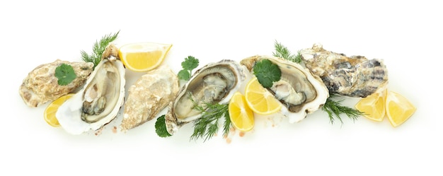 Concept de délicieux huîtres de fruits de mer isolé sur fond blanc