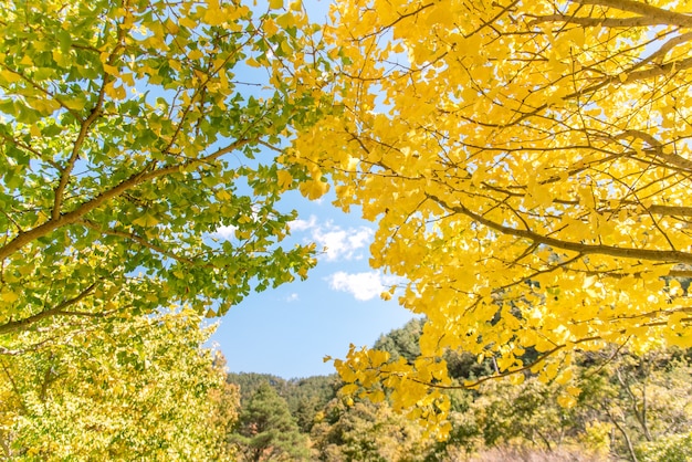 Concept de design - Beau ginkgo jaune, feuille d'arbre de gingko biloba en saison d'automne en journée ensoleillée avec la lumière du soleil, gros plan, bokeh, arrière-plan flou.