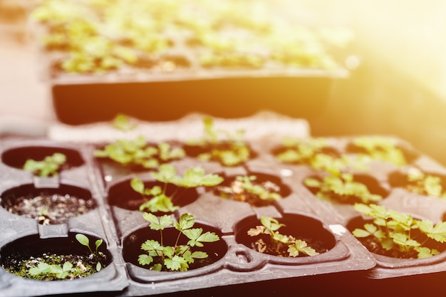 Concept d'écologie. les semis poussent à partir du sol riche. Petite profondeur de champ. Jeunes plants dans un bac en plastique de pépinière à la ferme maraîchère.