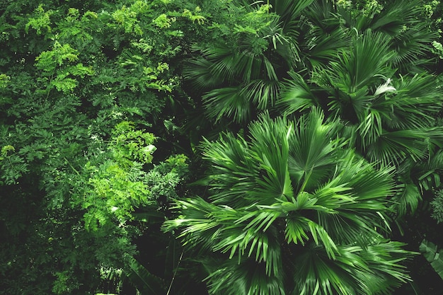 Concept écologique du Jour de la Terre avec fond de scène de nature de forêt tropicale scène de préservation de la forestation naturelle avec arbre à baldaquin dans le concept de jungle sauvage sur la durabilité et l'environnement renouvelable