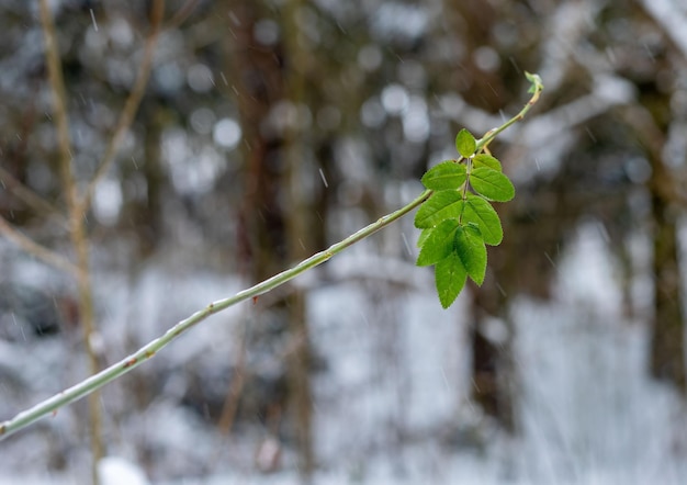 Concept d'endurance de vie Feuille verte parmi la forêt enneigée en hiver